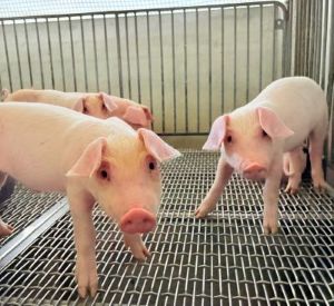 白肉豬飼養